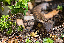 zebra snake