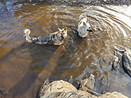 Sheba & Zara dogs in river pool