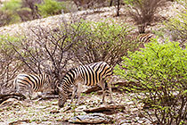 zebras on hill