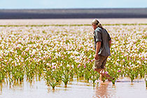 lilies