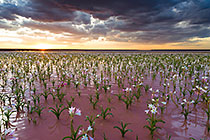 lilies