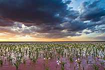 lilies