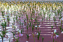lilies