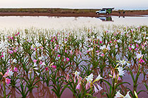 lilies
