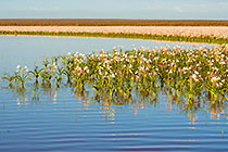 lilies