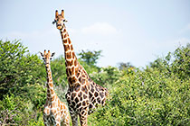 giraffes