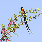 long-tailed paradise whydah