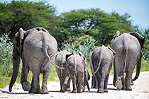 elephants