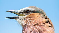 liliac-brested roller