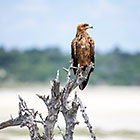 tawny eagle