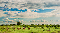 springboks