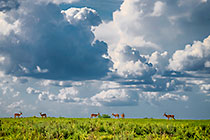 impalas