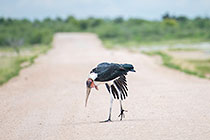 marabou stork