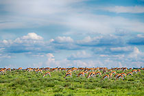 springboks