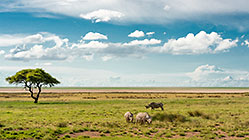 black rhinos