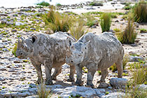 black rhinos