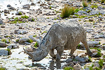 black rhino