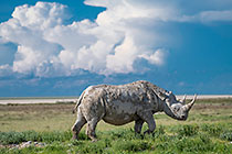 black rhino