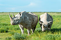 black rhinos