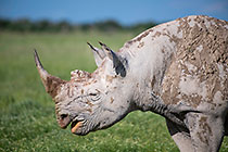 black rhino