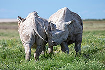 black rhinos