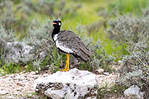 northern black korhan