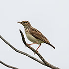 Sabota lark