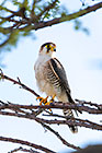 red-necked falcon