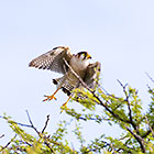 red-necked falcon