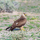 black kite