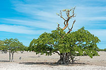 moringa