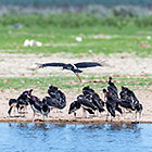 Abdim storks