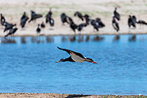 Abdim stork bird flying over waterhole