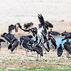 Abdim storks