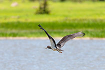 Abdim stork