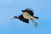 Abdim stork