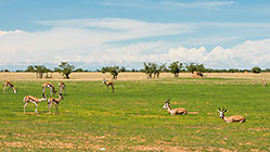 springboks