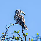 grey hornbill