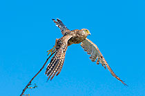 greater kestrel