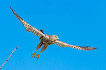 greater kestrel