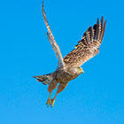 greater kestrel