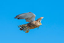 greater kestrel