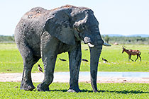 elephant