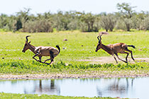 red hartebeests