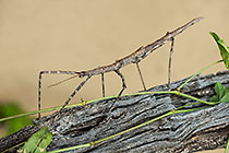 stick insect on branch