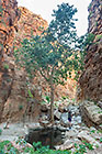 Lisa hiking on olive trail gorge