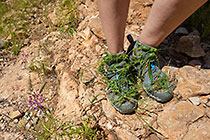 Lisa's hiking shoes covered with grass