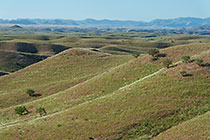 hills covered with grass