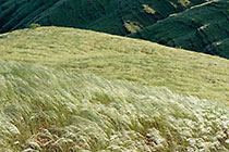 hills covered with grass