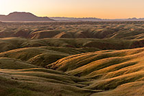 hills covered with grass at dawn